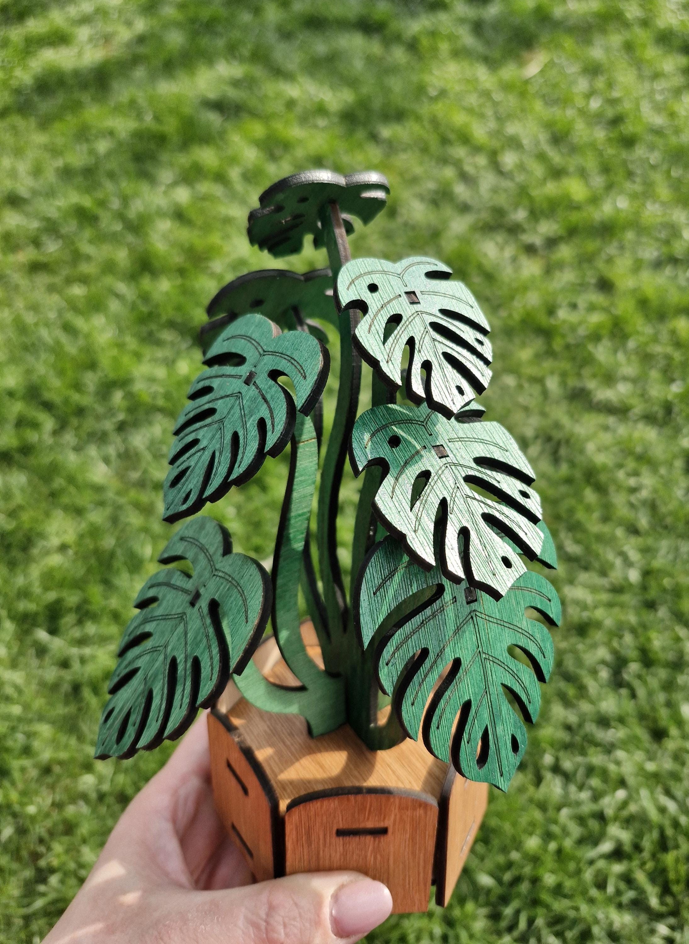 Monstera